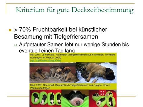 hund absamen|Die instrumentelle Samenübertragung beim Hund.